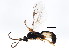  (Orthocentrus jft12 - BIOUG00820-A03)  @13 [ ] CreativeCommons - Attribution (2011) CBG Photography Group Centre for Biodiversity Genomics