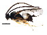  (Diolcogaster jft36 - BIOUG00820-A11)  @14 [ ] CreativeCommons - Attribution (2011) CBG Photography Group Centre for Biodiversity Genomics