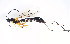  ( - BIOUG00821-A01)  @12 [ ] CreativeCommons - Attribution (2011) CBG Photography Group Centre for Biodiversity Genomics