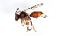  ( - BIOUG00821-B08)  @13 [ ] CreativeCommons - Attribution (2011) CBG Photography Group Centre for Biodiversity Genomics