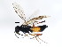  ( - BIOUG00823-D03)  @13 [ ] CreativeCommons - Attribution (2011) CBG Photography Group Centre for Biodiversity Genomics