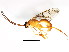  ( - BIOUG00846-H10)  @14 [ ] CreativeCommons - Attribution (2011) CBG Photography Group Centre for Biodiversity Genomics