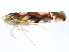  ( - BIOUG00935-A09)  @12 [ ] CreativeCommons - Attribution (2011) CBG Photography Group Centre for Biodiversity Genomics