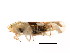 ( - BIOUG00917-C11)  @13 [ ] CreativeCommons - Attribution (2011) CBG Photography Group Centre for Biodiversity Genomics