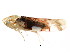  ( - BIOUG00917-F10)  @13 [ ] CreativeCommons - Attribution (2011) CBG Photography Group Centre for Biodiversity Genomics