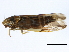  ( - BIOUG00935-C06)  @15 [ ] CreativeCommons - Attribution (2011) CBG Photography Group Centre for Biodiversity Genomics