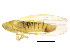  ( - BIOUG00941-A12)  @14 [ ] CreativeCommons - Attribution (2011) CBG Photography Group Centre for Biodiversity Genomics