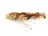  (Erythroneura vitifex - BIOUG00941-B07)  @14 [ ] CreativeCommons - Attribution (2011) CBG Photography Group Centre for Biodiversity Genomics