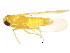  ( - BIOUG00941-B08)  @12 [ ] CreativeCommons - Attribution (2011) CBG Photography Group Centre for Biodiversity Genomics