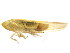  ( - BIOUG00941-E10)  @13 [ ] CreativeCommons - Attribution (2011) CBG Photography Group Centre for Biodiversity Genomics