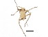  (Euceraphis papyrifericola - BIOUG00941-F07)  @13 [ ] CreativeCommons - Attribution (2011) CBG Photography Group Centre for Biodiversity Genomics