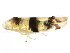  ( - BIOUG00941-G08)  @12 [ ] CreativeCommons - Attribution (2011) CBG Photography Group Centre for Biodiversity Genomics