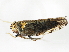  ( - BIOUG00943-E04)  @11 [ ] CreativeCommons - Attribution (2011) CBG Photography Group Centre for Biodiversity Genomics