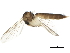  ( - BIOUG01433-C02)  @13 [ ] CreativeCommons - Attribution (2012) CBG Photography Group Centre for Biodiversity Genomics