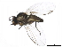  ( - BIOUG01433-G06)  @13 [ ] CreativeCommons - Attribution (2012) CBG Photography Group Centre for Biodiversity Genomics