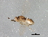  ( - BIOUG01443-B06)  @13 [ ] CreativeCommons - Attribution (2012) CBG Photography Group Centre for Biodiversity Genomics