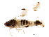  ( - BIOUG00891-E09)  @12 [ ] CreativeCommons - Attribution (2012) CBG Photography Group Centre for Biodiversity Genomics