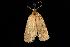  ( - moth89.02)  @12 [ ] CreativeCommons - Attribution (2010) Unspecified Centre for Biodiversity Genomics