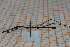  (Oreophoetini - Ph59)  @11 [ ] No Rights Reserved  Unspecified Unspecified