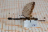  ( - Ph62)  @11 [ ] No Rights Reserved  Unspecified Unspecified