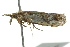 ( - BIOUG02250-B02)  @13 [ ] CreativeCommons - Attribution (2012) CBG Photography Group Centre for Biodiversity Genomics