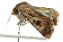  ( - BIOUG02250-D08)  @14 [ ] CreativeCommons - Attribution (2012) CBG Photography Group Centre for Biodiversity Genomics