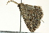  ( - BIOUG02250-G04)  @13 [ ] CreativeCommons - Attribution (2012) CBG Photography Group Centre for Biodiversity Genomics