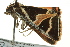  ( - BIOUG02251-D10)  @12 [ ] CreativeCommons - Attribution (2012) CBG Photography Group Centre for Biodiversity Genomics