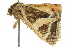  ( - BIOUG02251-D12)  @12 [ ] CreativeCommons - Attribution (2012) CBG Photography Group Centre for Biodiversity Genomics