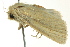  ( - BIOUG02252-A05)  @13 [ ] CreativeCommons - Attribution (2012) CBG Photography Group Centre for Biodiversity Genomics