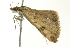  ( - BIOUG02252-A11)  @13 [ ] CreativeCommons - Attribution (2012) CBG Photography Group Centre for Biodiversity Genomics