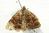  ( - BIOUG02252-B12)  @12 [ ] CreativeCommons - Attribution (2012) CBG Photography Group Centre for Biodiversity Genomics
