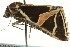  ( - BIOUG02252-H02)  @12 [ ] CreativeCommons - Attribution (2012) CBG Photography Group Centre for Biodiversity Genomics