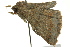  (Ericeia subsignata - BIOUG02252-H07)  @14 [ ] CreativeCommons - Attribution (2012) CBG Photography Group Centre for Biodiversity Genomics