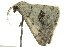  ( - BIOUG02253-B12)  @12 [ ] CreativeCommons - Attribution (2012) CBG Photography Group Centre for Biodiversity Genomics