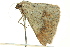 ( - BIOUG02253-D08)  @12 [ ] CreativeCommons - Attribution (2012) CBG Photography Group Centre for Biodiversity Genomics
