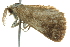  ( - BIOUG02116-C04)  @13 [ ] CreativeCommons - Attribution (2012) CBG Photography Group Centre for Biodiversity Genomics