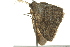  ( - BIOUG02116-D07)  @13 [ ] CreativeCommons - Attribution (2012) CBG Photography Group Centre for Biodiversity Genomics