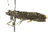  ( - BIOUG02116-F12)  @12 [ ] CreativeCommons - Attribution (2012) CBG Photography Group Centre for Biodiversity Genomics
