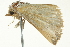  ( - BIOUG02117-B02)  @12 [ ] CreativeCommons - Attribution (2012) CBG Photography Group Centre for Biodiversity Genomics