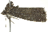  ( - BIOUG02117-C12)  @13 [ ] CreativeCommons - Attribution (2012) CBG Photography Group Centre for Biodiversity Genomics