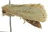  ( - BIOUG02117-D11)  @13 [ ] CreativeCommons - Attribution (2012) CBG Photography Group Centre for Biodiversity Genomics
