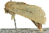  ( - BIOUG02118-D11)  @13 [ ] CreativeCommons - Attribution (2012) CBG Photography Group Centre for Biodiversity Genomics