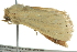  ( - BIOUG02118-E06)  @13 [ ] CreativeCommons - Attribution (2012) CBG Photography Group Centre for Biodiversity Genomics