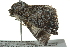  ( - BIOUG02119-B03)  @12 [ ] CreativeCommons - Attribution (2012) CBG Photography Group Centre for Biodiversity Genomics