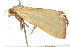  ( - BIOUG02119-D09)  @13 [ ] CreativeCommons - Attribution (2012) CBG Photography Group Centre for Biodiversity Genomics