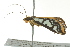  ( - BIOUG02119-F09)  @12 [ ] CreativeCommons - Attribution (2012) CBG Photography Group Centre for Biodiversity Genomics