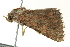  ( - BIOUG02119-G02)  @13 [ ] CreativeCommons - Attribution (2012) CBG Photography Group Centre for Biodiversity Genomics