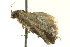  ( - BIOUG02120-D03)  @12 [ ] CreativeCommons - Attribution (2012) CBG Photography Group Centre for Biodiversity Genomics