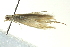  (Coleophora crypsineura-1 - BIOUG02120-F02)  @12 [ ] CreativeCommons - Attribution (2012) CBG Photography Group Centre for Biodiversity Genomics